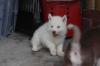Puppies for sale Armenia, Gyumri Haski