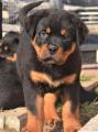 Продам щенка Россия, Московская область, Lupburg , Rottweiler