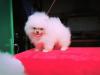 Dogs free Czech Republic, Prague Pomeranian Spitz