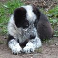 Продам щенка Россия, Московская область Среднеазиатская овчарка