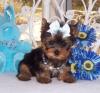 Puppies for sale USA, California, Los Angeles Yorkshire Terrier