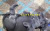 Puppies for sale United Kingdom, London Staffordshire Bull Terrier