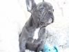 Puppies for sale Cyprus, Larnaca French Bulldog
