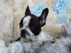 Puppies for sale Finland, Helsinki French Bulldog