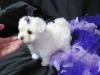 Puppies for sale USA, California, Los Angeles Maltese