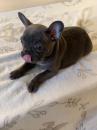 Puppies for sale Finland, Tampere French Bulldog