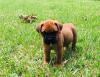 Puppies for sale USA, Florida, Jacksonville Bullmastiff