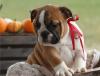 Puppies for sale USA, Alabama English Bulldog