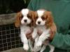 Puppies for sale Greece, Thessaloniki King Charles Spaniel