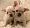 Puppies for sale Poland, Chorzow French Bulldog