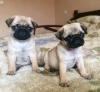 Puppies for sale Estonia, Tallinn Pug