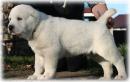 Продам щенка Россия, Санкт-Петербург Среднеазиатская овчарка