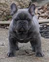 Puppies for sale United Kingdom, London French Bulldog