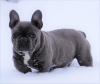 Puppies for sale Canada, Ontario French Bulldog