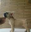 Puppies for sale USA, Florida French Bulldog