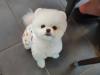 Puppies for sale Armenia, Armenia Pomeranian Spitz