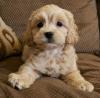 Продам щенка Ireland, Cork , Cockapoo Puppies