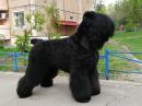 Продам щенка Россия, Москва Русский черный терьер