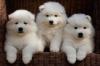 Puppies for sale Sweden, Kalmar Samoyed dog (Samoyed)