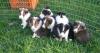 Puppies for sale Ukraine, Kiev Sheltie (Shetland Sheepdog)