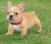 Puppies for sale Greece, Thessaloniki French Bulldog
