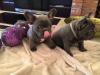 Puppies for sale Czech Republic, Prague French Bulldog