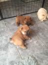 Puppies for sale Greece, Thessaloniki Chow Chow