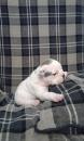 Puppies for sale Czech Republic, Prague English Bulldog