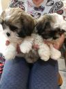Puppies for sale Czech Republic, Presov Shih Tzu