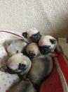 Puppies for sale Czech Republic, Karlovy Vary Pug