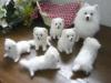 Puppies for sale Georgia, Georgia Japanese spitz