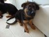 Puppies for sale Hungary, Debrecen German Shepherd Dog