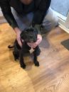 Puppies for sale Hungary, Budapest Other breed, cane corsos