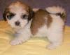 Puppies for sale Hungary, Budapest Lhasa Apso