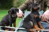 Puppies for sale Belarus, Minsk Doberman