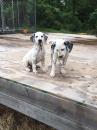 Puppies for sale United Kingdom, Birmingham Dalmatian
