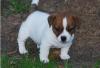 Puppies for sale Greece, Thessaloniki Jack Russell Terrier