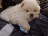 Puppies for sale Luxembourg, Luxembourg Chow Chow