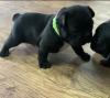 Puppies for sale Luxembourg, Luxembourg French Bulldog