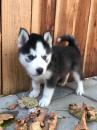 Puppies for sale Hungary, Budapest Haski