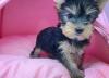 Puppies for sale Hungary, Budapest Yorkshire Terrier