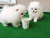 Puppies for sale Spain, Cadiz Pomeranian Spitz