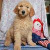 Puppies for sale Greece, Thessaloniki Mixed breed, Goldendoodle