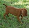 Puppies for sale Greece, Thessaloniki Other breed, Vizsla