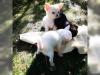 Puppies for sale Portugal, Almada Chihuahua