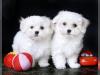 Puppies for sale Portugal, Braga Maltese