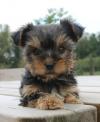 Puppies for sale Spain, Barcelona Yorkshire Terrier