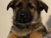 Puppies for sale Greece, Thessaloniki German Shepherd Dog