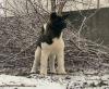 Продам щенка Украина, Днепропетровск Акита, акита-ину
