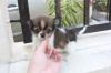 Puppies for sale Poland, Chorzow Chihuahua